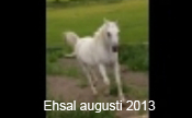 Ehsal augusti 2013