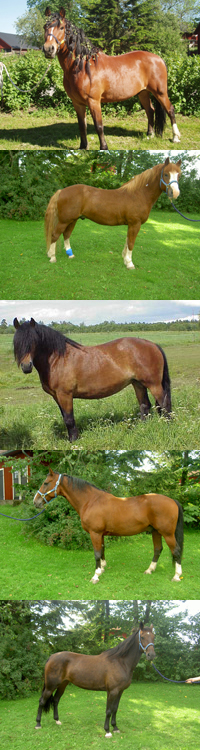 Hästar