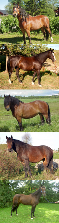 Hästar
