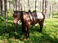 Faksa