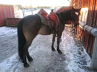 Pål