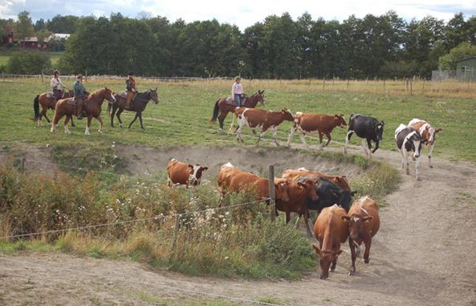 Kodrivning Stabby Gård