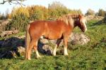 Modino