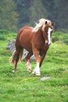 Modino